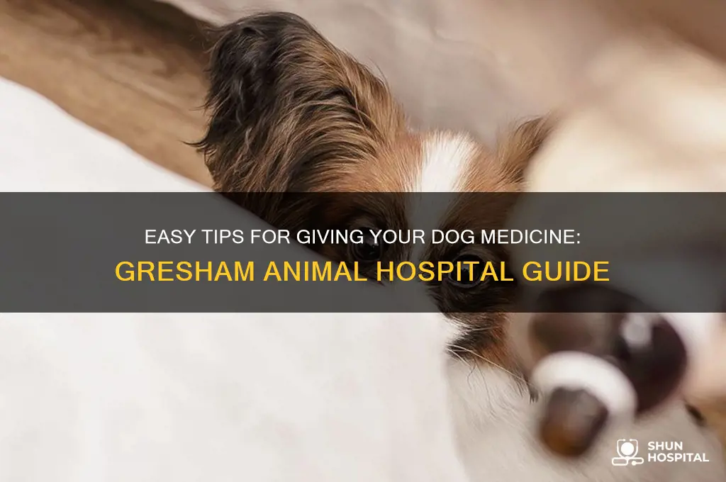 how to give your dog medicine gresham animal hospital