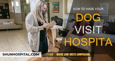 Training Your Dog to Become a Hospital Therapy Pet