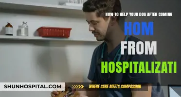 Supporting Your Dog’s Recovery: Post-Hospitalization Care Tips for Pet Owners