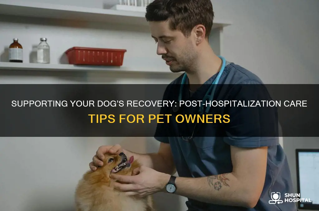 how to help your dog after coming hom from hospitalization
