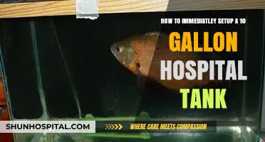 Quickly Prepare a 10-Gallon Hospital Tank for Your Sick Fish