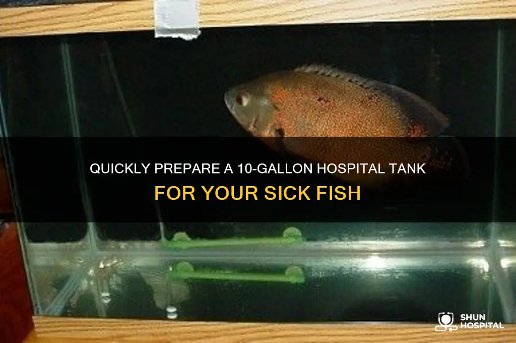 how to immediatley setup a 10 gallon hospital tank