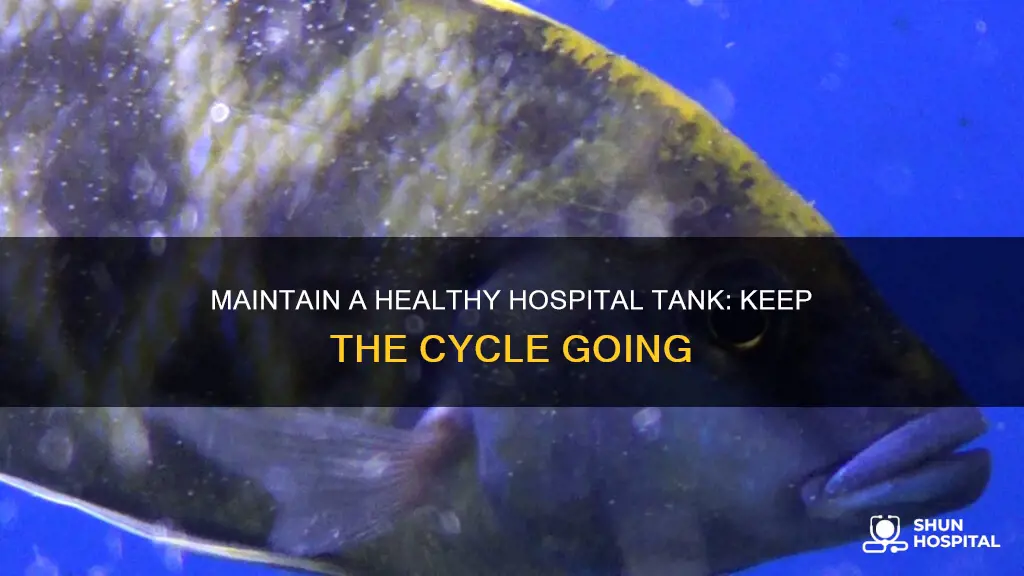 how to keep a hospital tank cycled