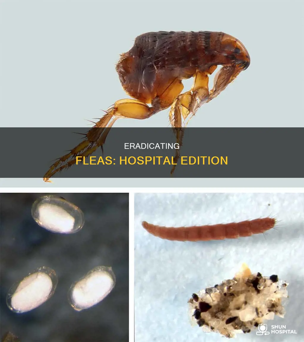 how to kill fleas in a hospital