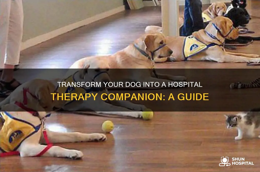 how to make my dog a therapy dog for hospitals