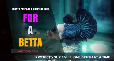 Setting Up a Safe Hospital Tank for Your Betta Fish