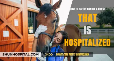 Safe Handling Tips for Hospitalized Horses: A Comprehensive Guide