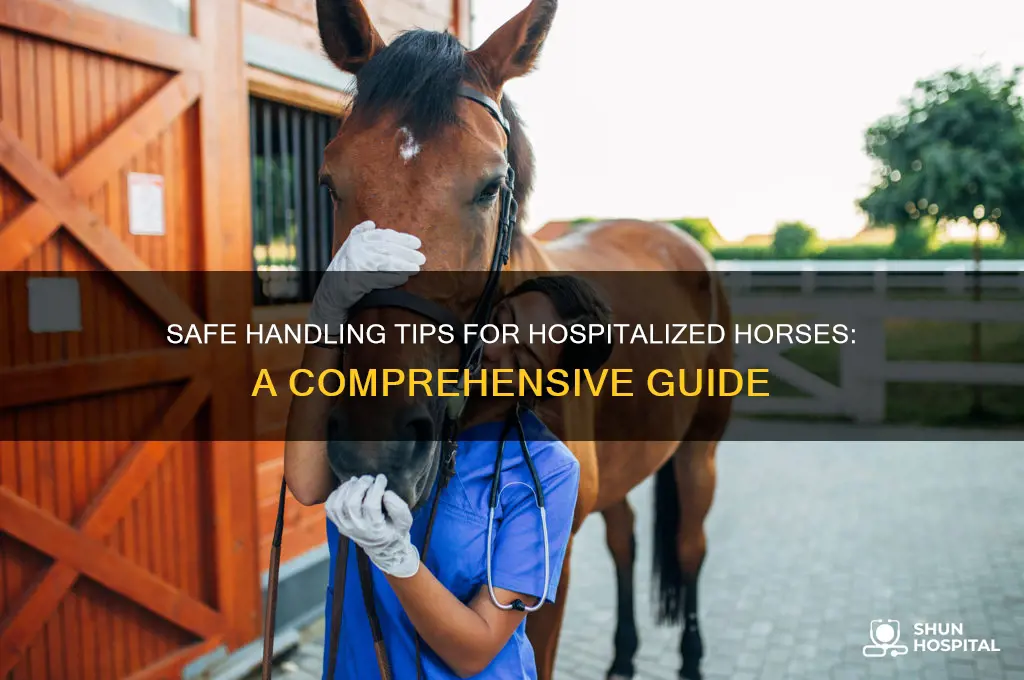 how to safely handle a horse that is hospitalized
