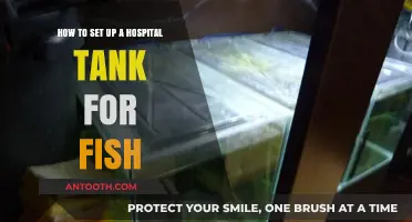 Essential Steps to Create a Safe Hospital Tank for Sick Fish