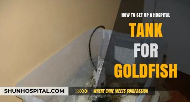 Creating a Safe Hospital Tank for Your Goldfish: A Step-by-Step Guide