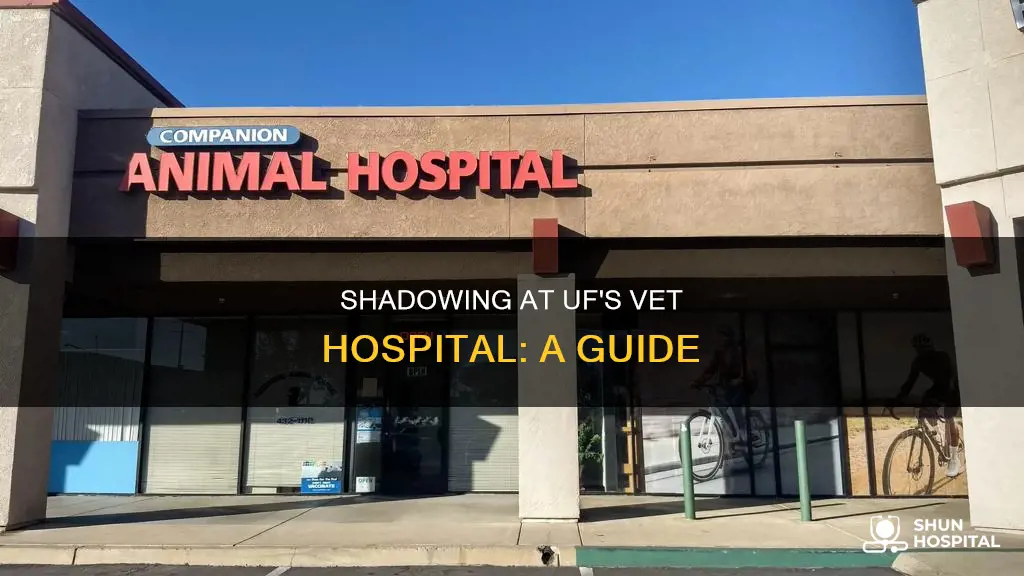 how to shadow at uf vet hospital
