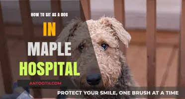Mastering Dog-Style Sitting at Maple Hospital: A Comfortable Guide