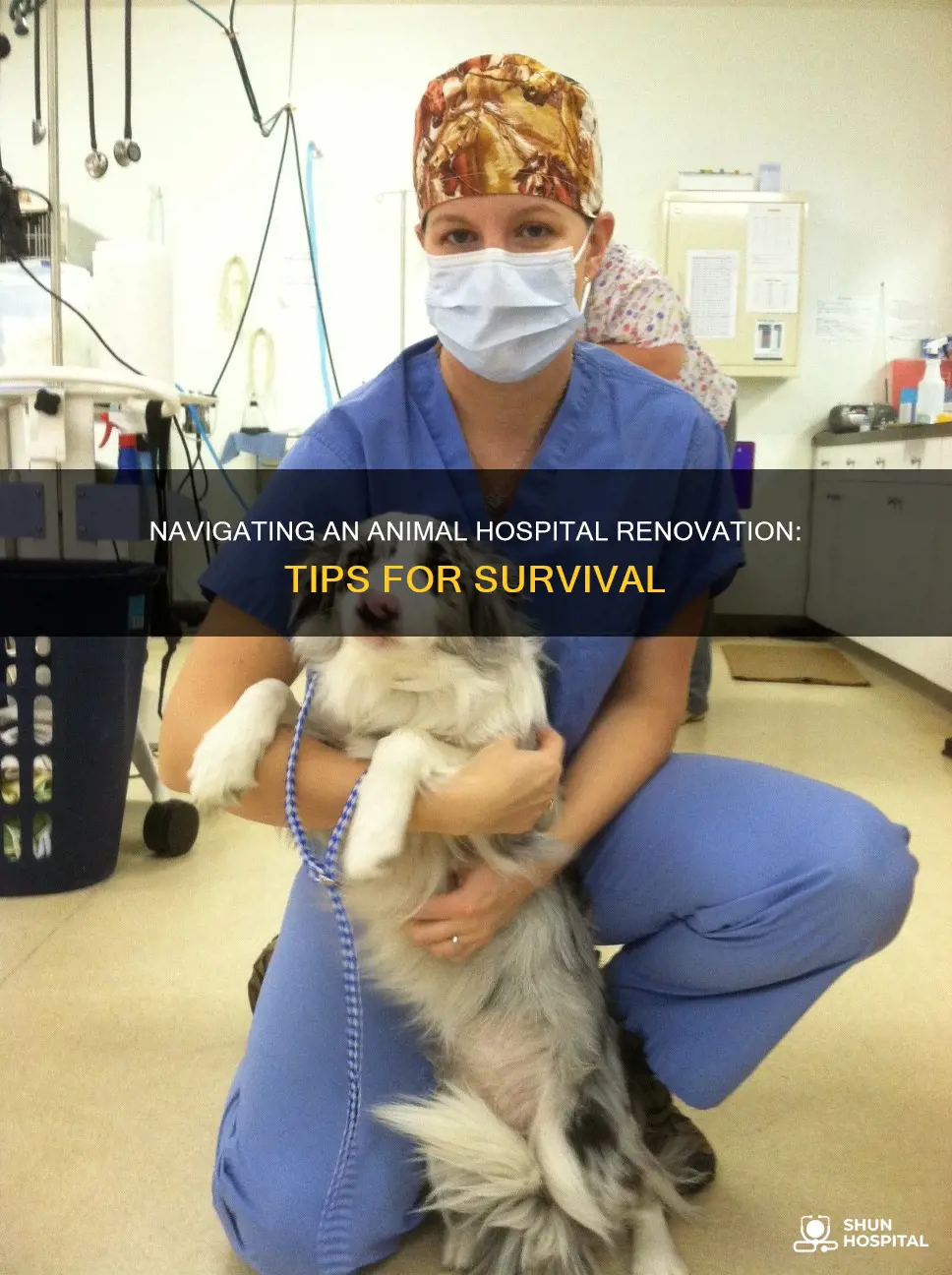 how to survive an animal hospital renovation