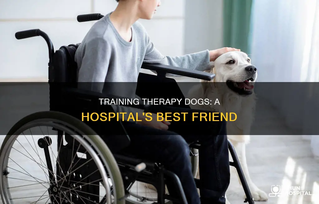 how to train a hospital therapy dog