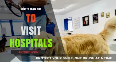 Training Dogs for Hospital Visits: A Step-by-Step Guide
