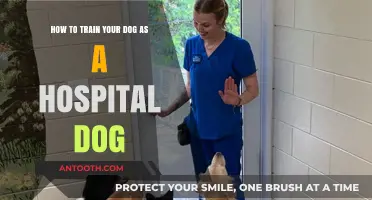 Training Your Dog to Be a Compassionate Hospital Companion
