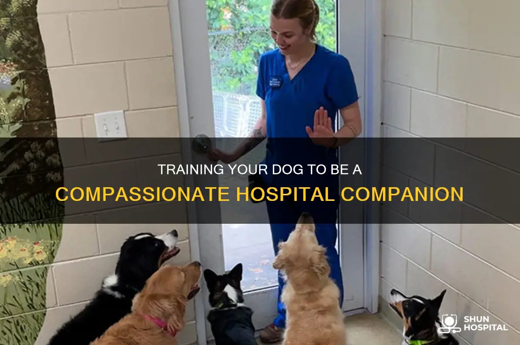 how to train your dog as a hospital dog