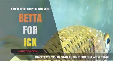 Treating Hospital Tank for Betta Fish with Ick: A Comprehensive Guide