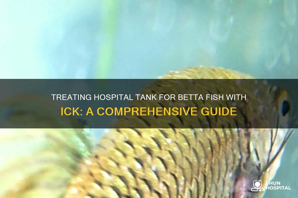 how to treat hospital tank with betta for ick