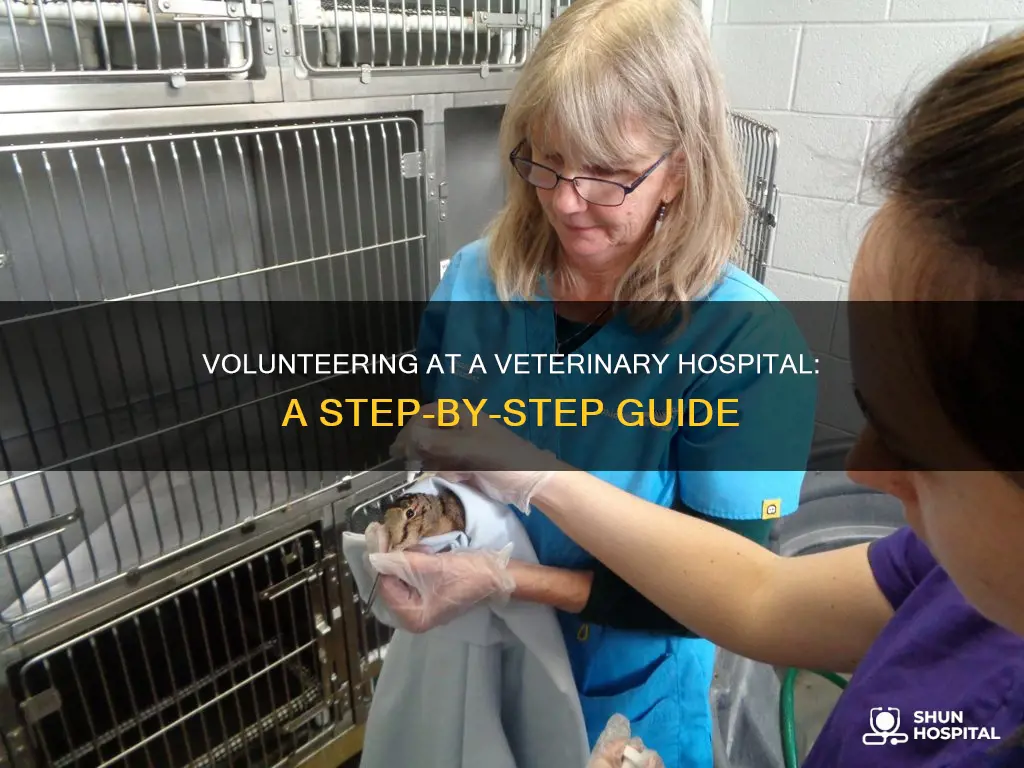 how to volunteer at a veterinary hospital