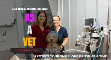 Animal Hospital vs. Vet Clinic: Understanding the Key Differences