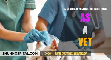 Animal Hospital vs. Vet Clinic: Understanding the Key Differences