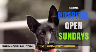 Are Animal Hospitals Open on Sundays? Find Out Here!