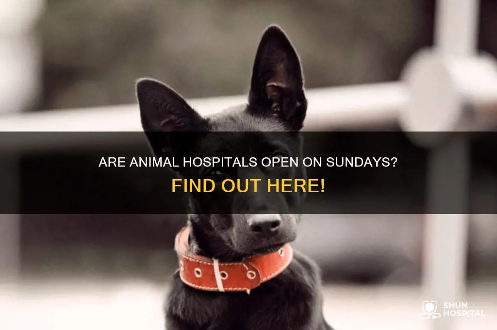 is animal hospital open sundays