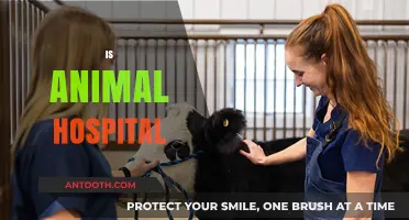 Is Animal Hospital the Right Choice for Your Pet's Health Needs?