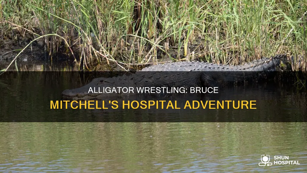 is bruce mitchell alligator in the hospital