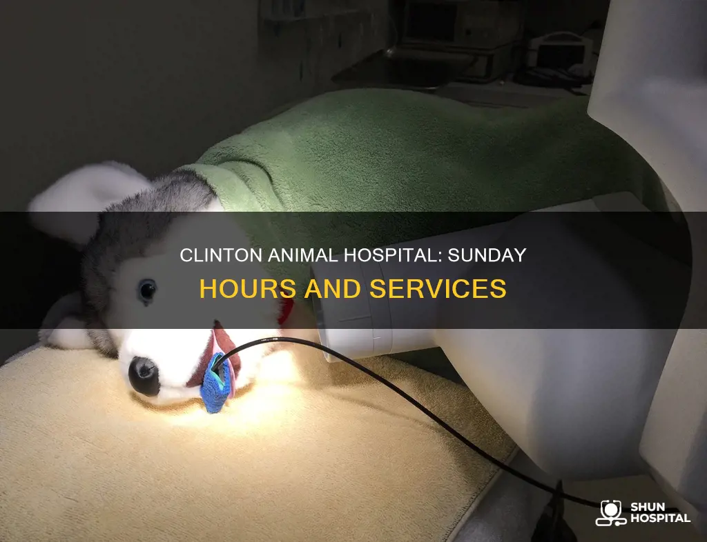 is clinton animal hospital open on sundays