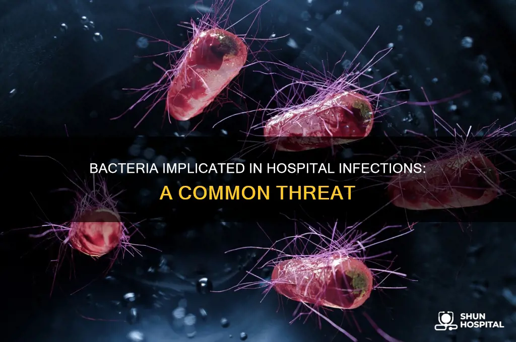 is commonly implicated bacteria in hospital infection