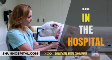 Is Your Dog in the Hospital? What You Need to Know
