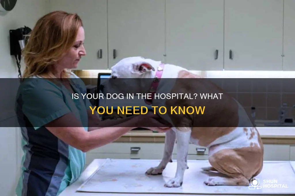is dog in the hospital