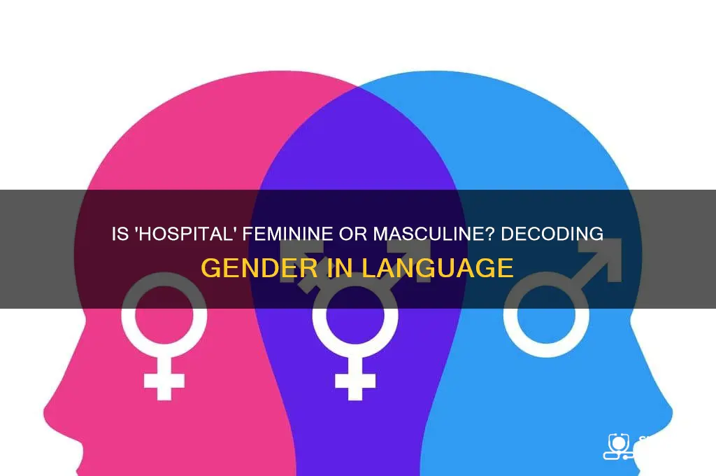 is hospital feminine or masculine