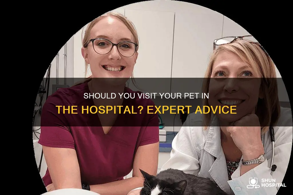 is it appropriate to visit my pet in the hospital