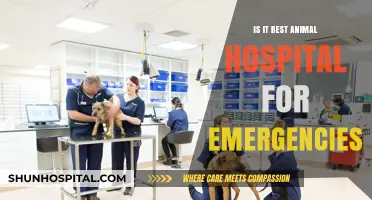 Best Animal Hospital for Emergencies: What to Look For