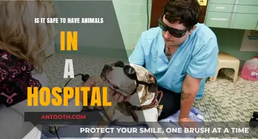 Animals in Hospitals: Balancing Safety, Therapy, and Patient Well-Being