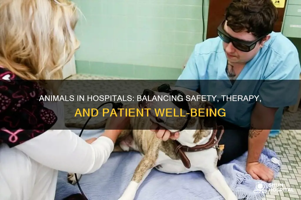 is it safe to have animals in a hospital
