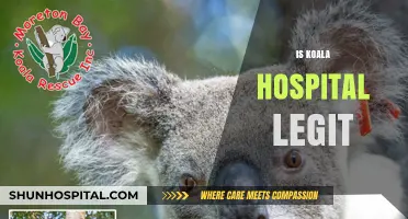 Is Koala Hospital Legitimate? Uncovering the Truth Behind the Rescue Efforts