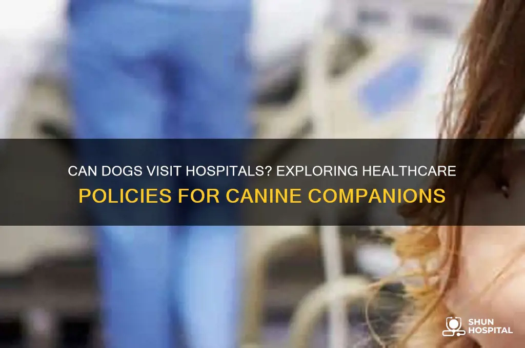 is there a healthcare policy about dogs in hospitals