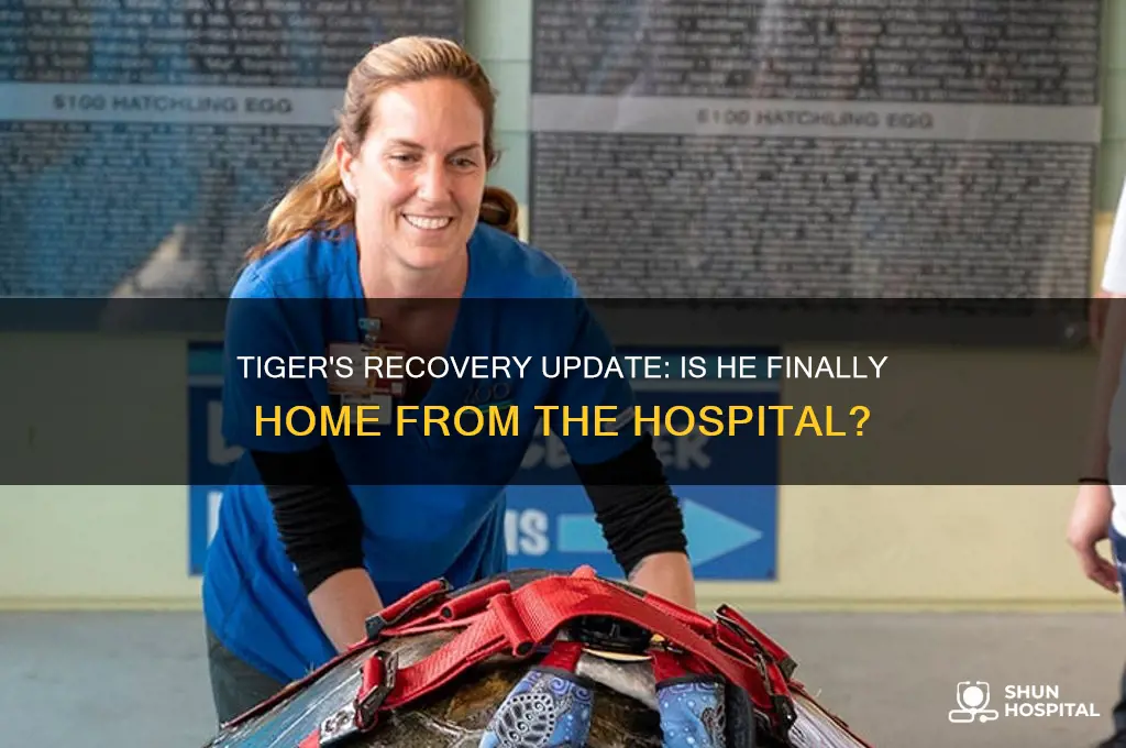 is tiger home from hospital