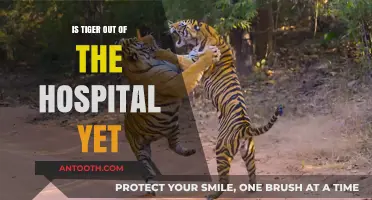 Tiger's Health Update: Released from Hospital?