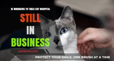 Whiskers to Tails Cat Hospital: Current Status and Business Operations
