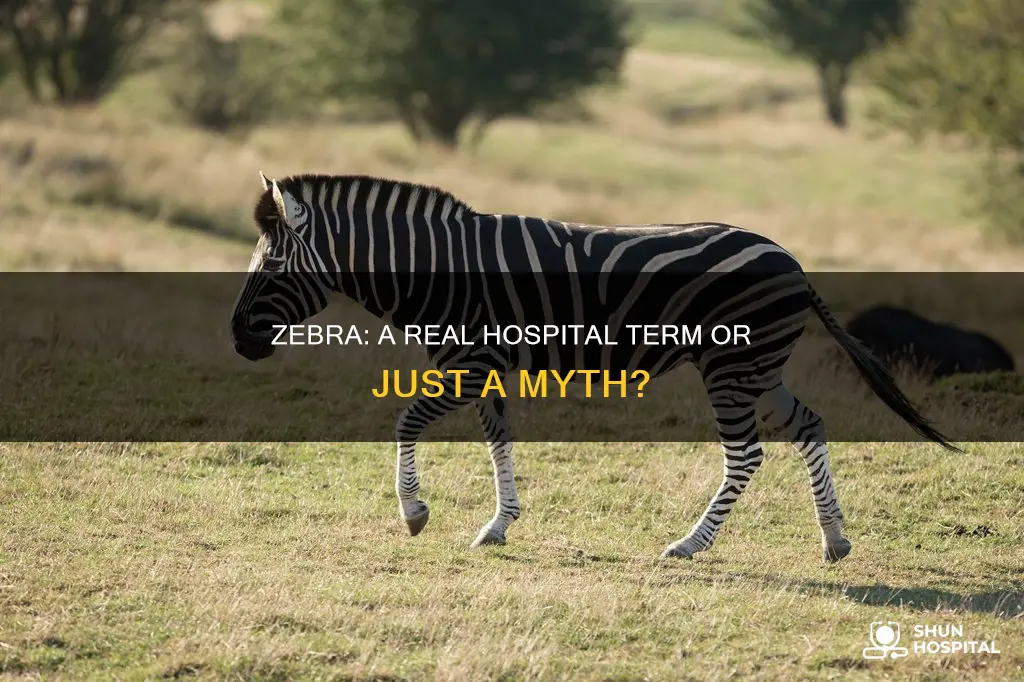 is zebra a real term in hospitals