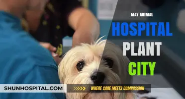May Animal Hospital Plant City: Compassionate Care for Your Pets