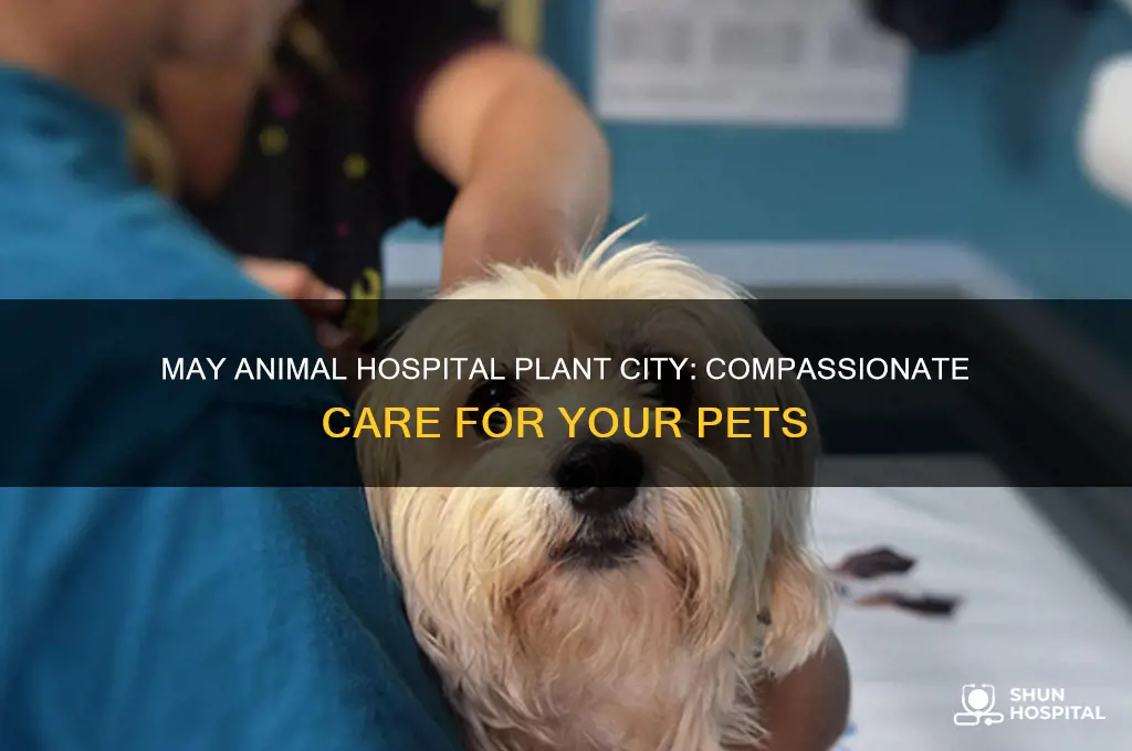 may animal hospital plant city
