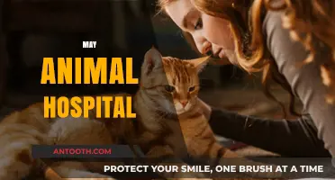 May Animal Hospital: Compassionate Care for Your Furry Friends