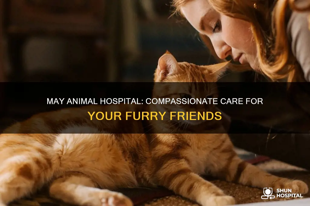 may animal hospital