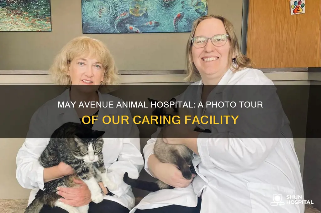 may avenue animal hospital photos